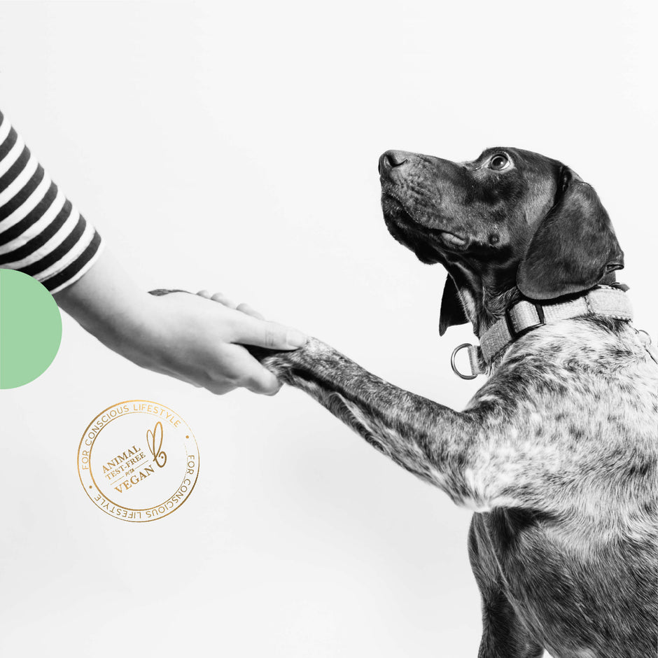 SNOOT. - Pet & Pet Parents Lifestyle Brand. India's 1st PeTA certified vegan pet brand