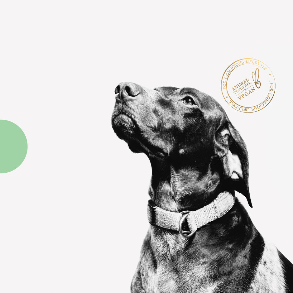 SNOOT India's Premier Vegan Pet Brand for your Dogs and Cats - FRAGRANCE MIST