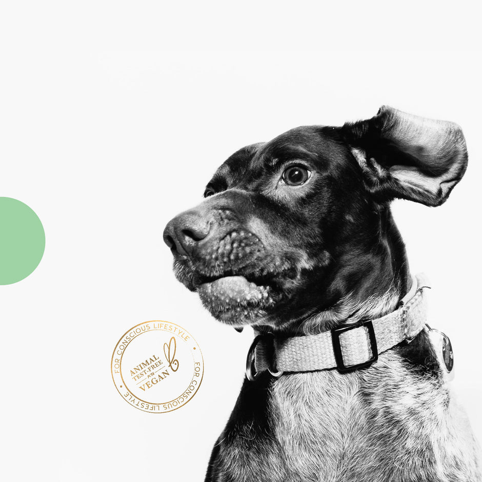 SNOOT India's Premier Vegan Pet Brand for your Dogs and Cats - Shampoo Conditioner