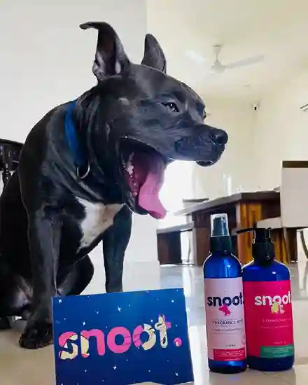 SNOOT. - Pet & Pet Parents Lifestyle Brand. India's 1st PeTA certified vegan pet brand